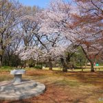 Cherry blossoms in Kinuta Park 砧公園のさくらの開花