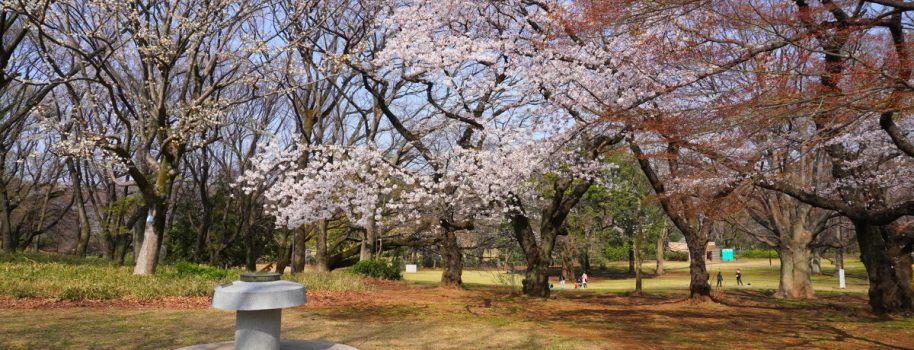 Cherry blossoms in Kinuta Park 砧公園のさくらの開花