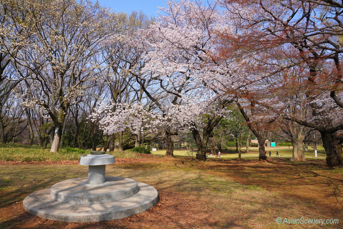 Cherry blossoms in Kinuta Park 砧公園のさくらの開花