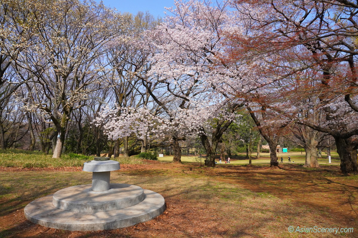 Japanese Cherry Blossoms In Tokyo Asian Scenery